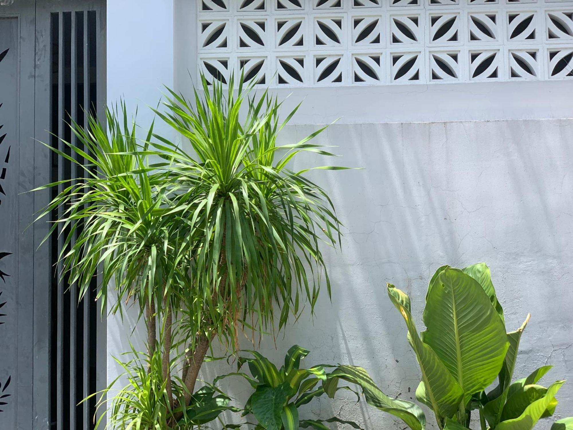 Tina House Apartment دا نانغ المظهر الخارجي الصورة